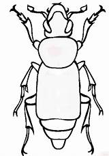 Bug Drawing Pill June Clipartmag sketch template