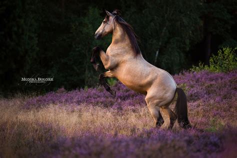 pferde  der natur monika bogner photography pferdefotografie und hundefotografie  bayern