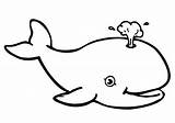 Whale Coloring Pages Outline Blue Kids Beluga Clipart Killer Cartoon Shark Color Drawing Smiling Line Printable Whales Orca Dolphin Pencil sketch template