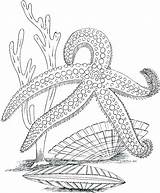Coloring Ocean Pages Printable Sea Plants Life Marine Adults Underwater Kids Adult Desert Color Drawing Colouring Starfish Sheets Getcolorings Bestcoloringpagesforkids sketch template