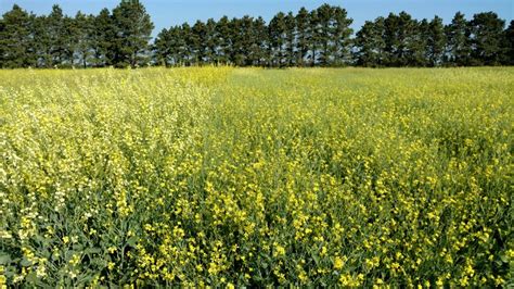 researchers working to turn oilseed into jet fuel uga today