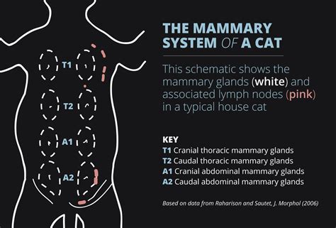 Cats Get Breast Cancer Too And There S A Lot We Can Learn From It