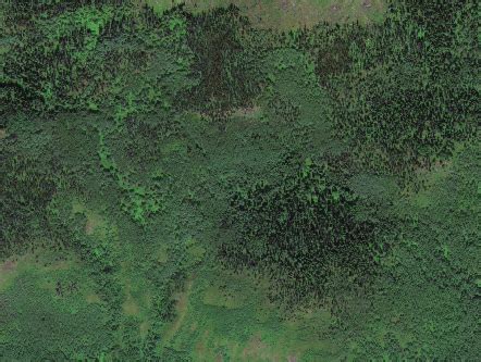accuracy  forest covered areas photosat