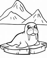Walrus Kolorowanka Mors Kolorowanki Topcoloringpages Wydruku Water Lew Rysunek Fish Arctic Morski Kucharz Antarktika Penguin Krze Kolorowankę Wydrukuj sketch template