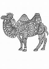 Camel Coloring Book Camels Pages Patterns Beautiful Complex Adult Adults Animals sketch template