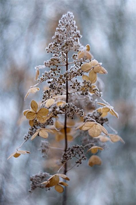 the fairy swan via pinterest discover and save creative ideas winter garden autumn trees