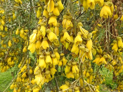 photographing new zealand kowhai and tuis