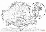 Coloring Tree Palo Verde Elm Pages Yellow Printable Drawing sketch template