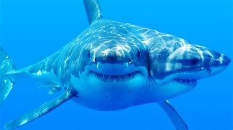 scientists  finding  headed sharks  words