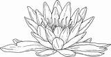Coloring Pages Water Lily Flower Visit Flowers Lilies sketch template
