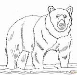 Bear Coloring Pages Brown Bears Drawing Water Grizzly Line Realistic Cub Shallow Stands Book Printables Printable Color Print Drawings Polar sketch template