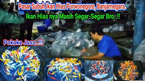 Inilah Pasar Subuh Ikan Hias Purwonegoro Banjarnegara Jawa