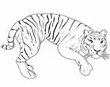 Tiger Coloring Pages Printable Kids Outline Baby Animal Popular sketch template