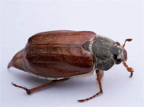 june beetle control    rid  june bugs