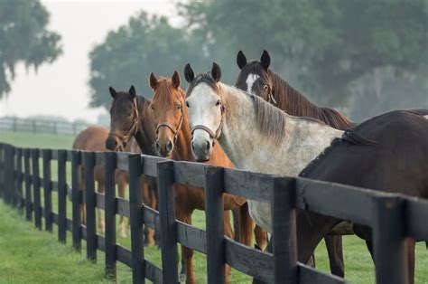 das englische vollblut pferderassenportrait fundis reitsport