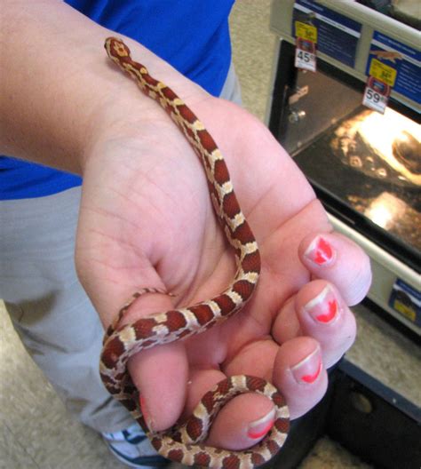 addition  simplicity snakes offer  benefits  pets