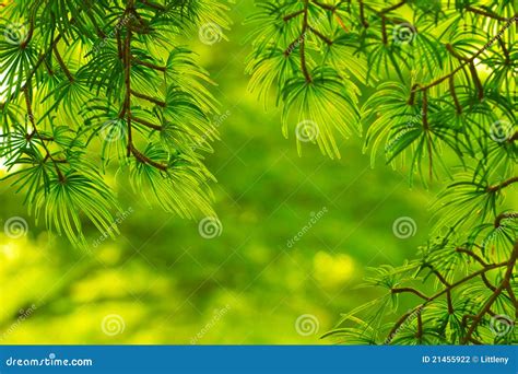 pine green stock photo image  tree background plant