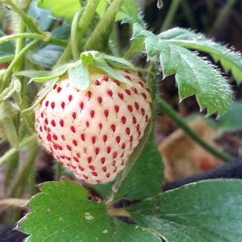 white pineberry strawberry plant stark bros
