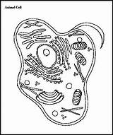 Cell Animal Coloring Cells Plant Blank Diagram Drawing Color Label Labels Worksheet Study Cytology Worksheets Pages Photosynthesis Answers Getdrawings Chsh sketch template