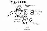 Plankton Drawing Zooplankton Ocean Clipart Cliparts Real Coloring Library Collection Pages Information Paintingvalley sketch template