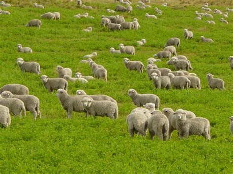 sheep flock wallpaper