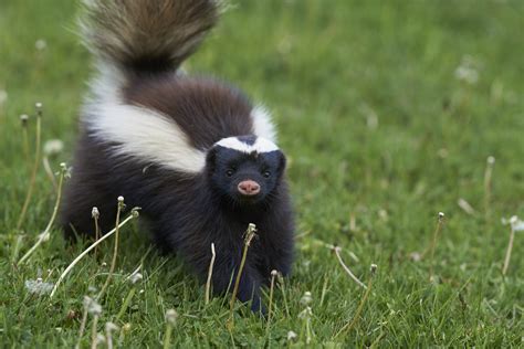 rabid skunk attacks toddler  massachusetts mother kicks        screeching