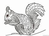 Zentangle Coloring4free Squirrel sketch template