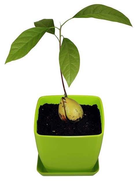 Avoseedo Bowl Set Grow Your Own Avocado Tree Evergreen Perfect