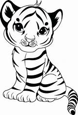 Tiger Coloring Pages Kids Cute Tigers Baby Colouring sketch template