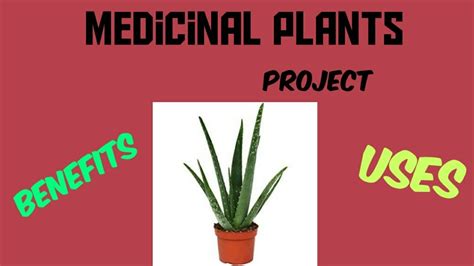 medicinal plants   usesherbs     chart  medicinal plants youtube