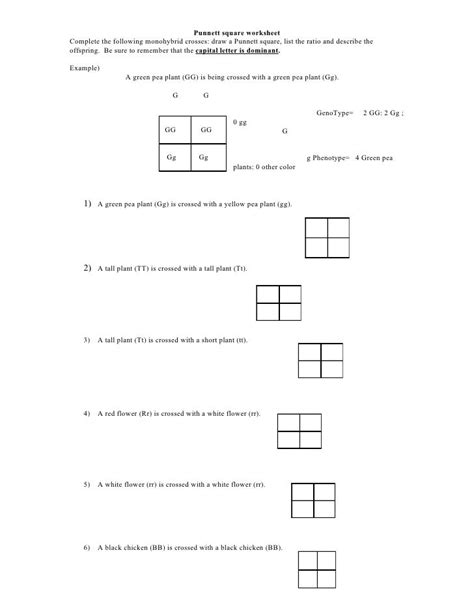punnett square practice worksheets printable worksheet