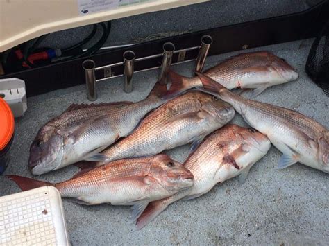 snapper   fishing fever  worth catching racv