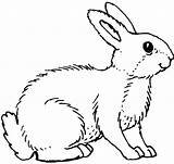 Coloring Rabbit Pages Kids Printable Print sketch template