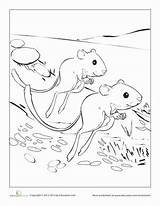 Kangaroo Animals Rat Desert Coloring Choose Board Pages sketch template