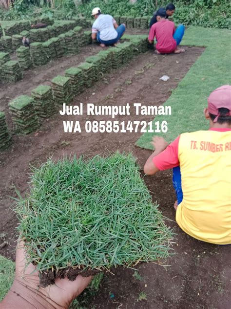 Harga Rumput Jepang Per Meter Situbondo By Rumputtaman Medium