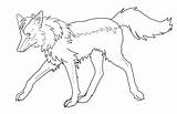 Wolf Maned Coloring 520px 61kb Drawings sketch template