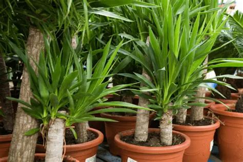 soorten yucca voor  de huiskamer  tuin palmlelie fleur flower