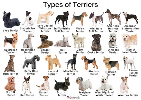 terrier dog breed types  pictures dogbreedscom
