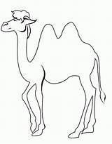 Camel Coloring Pages Line Drawing Students Animal Other Click Getdrawings sketch template