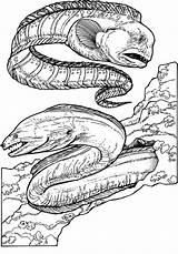 Eel Moray Anguilles Eels sketch template