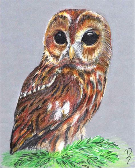 owl color drawing  getdrawings