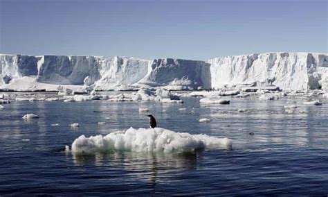 global warming doubles growth rates of antarctic seabed s marine fauna