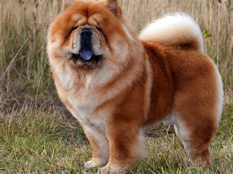 chow chow dog breed guide spot
