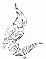 Coloring Cockatiel Perching Pages Printable sketch template