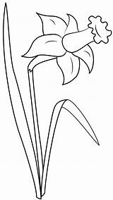Daffodil sketch template