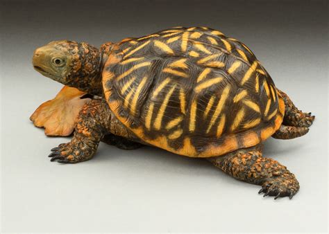 ornate box turtle ddmasoncom blog