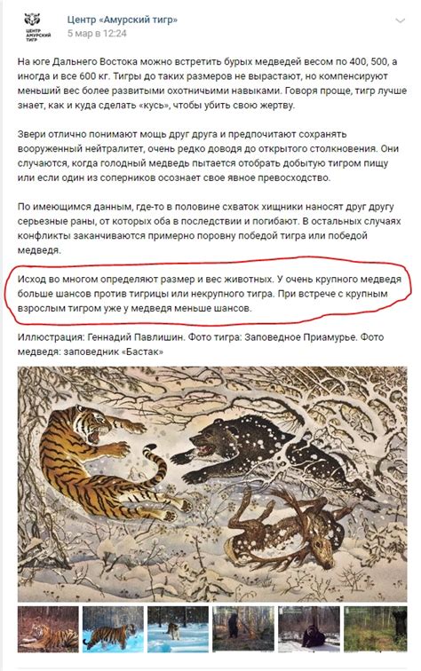 Siberian Tiger Vs Brown Bear Fight Statistics And