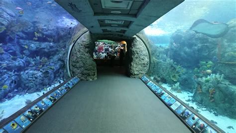 The Aquarium Of The Pacific In Southern California Free Livestreams