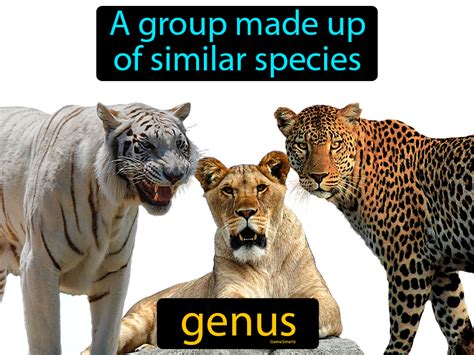 genus definition image gamesmartz
