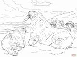 Walrus Coloring Pages Family Realistic Printable Main Skip Coloringbay Drawing Categories Supercoloring sketch template